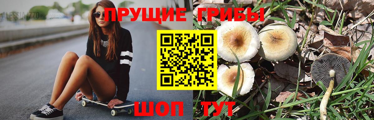 Галлюциногенные грибы Psilocybe Щёкино
